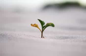 A small baby plant growing ever so slightly out of the ground, symbolizing growth.